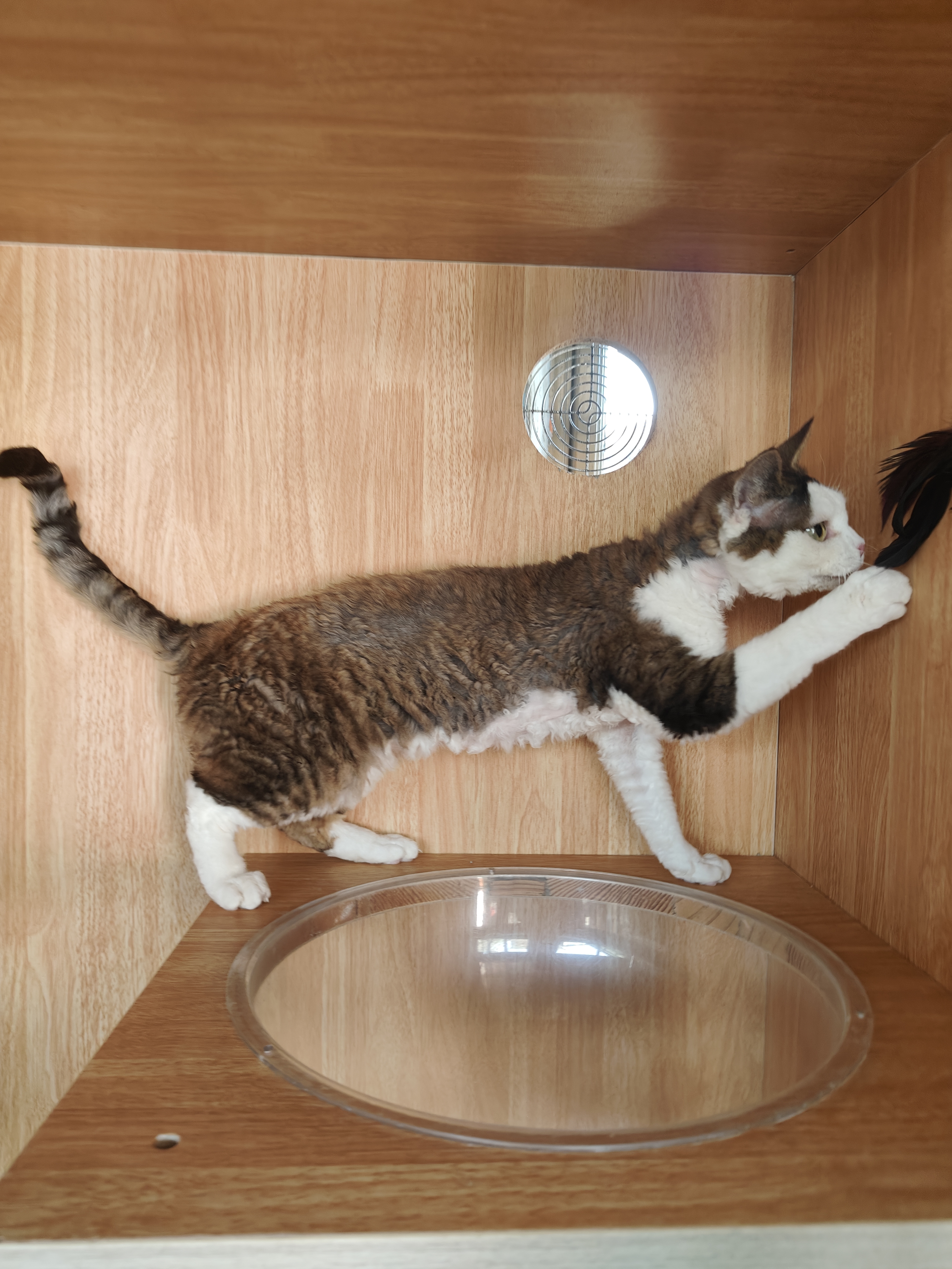 德文卷毛猫母猫妹妹不掉毛几百块